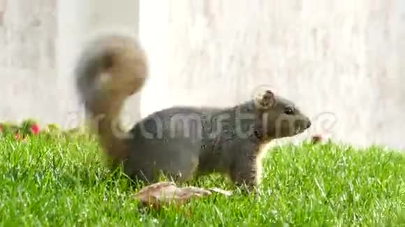 可爱的小松鼠南加州大学的锯子视频的预览图
