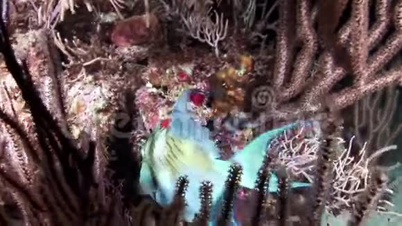 蓝鱼在珊瑚处睡觉视频的预览图