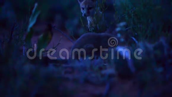 小狐狸在晚上视频的预览图