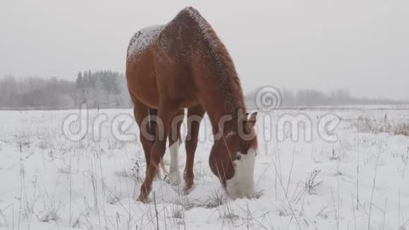 不同品种的马在冬天的雪场里吃草它正在下雪视频的预览图