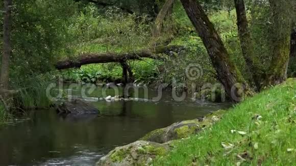 在欧洲一条河与急流巨石和一棵倒下的树横在它的对岸视频的预览图