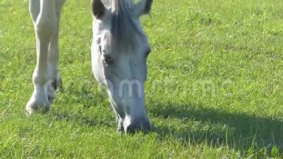 在阳光明媚的日子里一匹灰马在草地上缓慢地放牧着青草视频的预览图