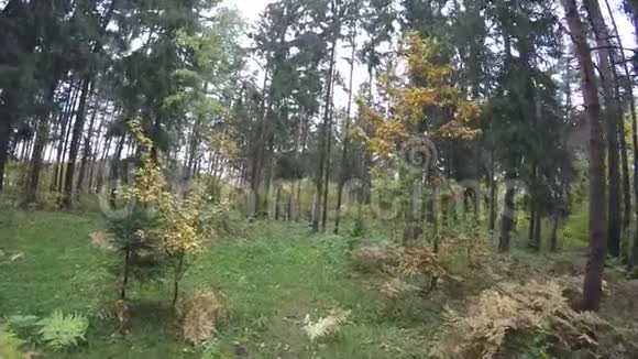 十月公园树林彩景秋色背景树上黄叶落叶视频的预览图