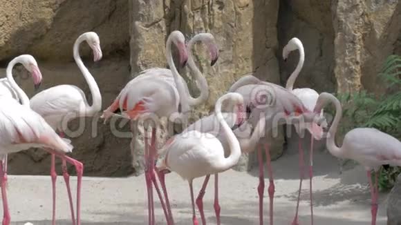 动物园里的大火烈鸟群视频的预览图