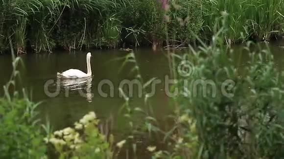 池塘里的天鹅动物视频的预览图