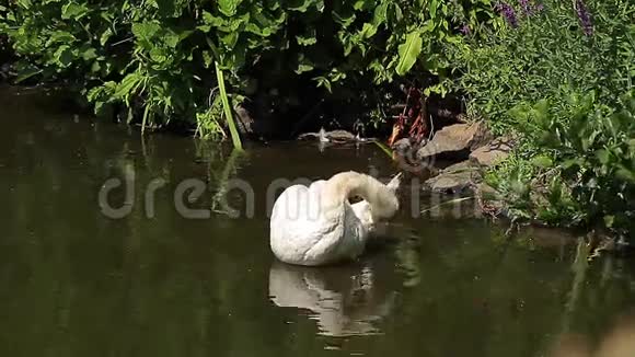 池塘里的天鹅动物视频的预览图