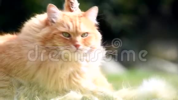 大姜猫在花园里洗视频的预览图