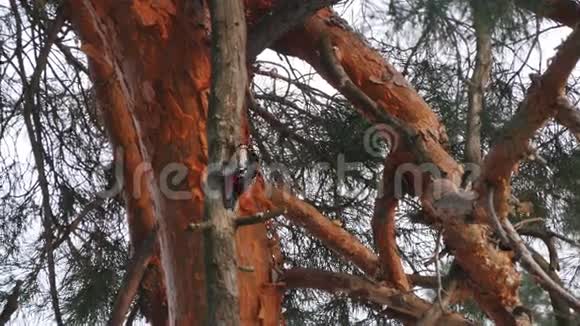 冬天森林里树上的啄木鸟视频的预览图