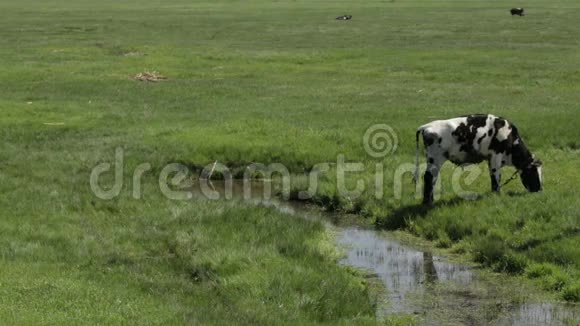 奶牛在河边的草地上视频的预览图