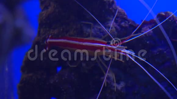 水下活虾4K特写视频蓝色背景视频的预览图