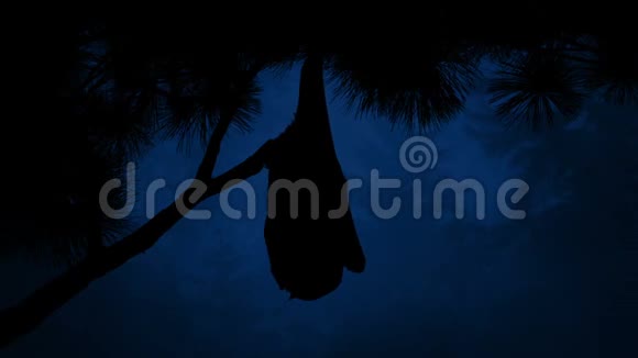 夜晚森林中的蝙蝠挂在树上视频的预览图