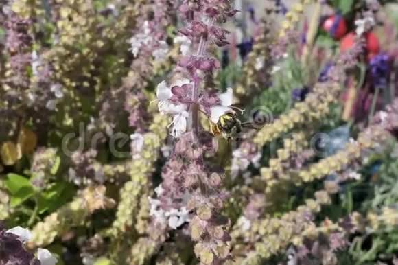 欧洲羊毛开花蜂罗勒草本植物野孤蜂视频的预览图