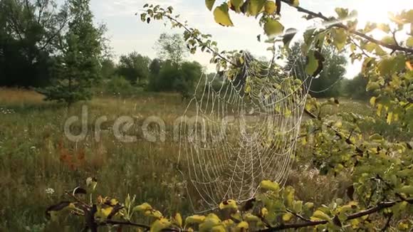 植物在黎明时被湿网包裹蛛网上的水滴视频的预览图