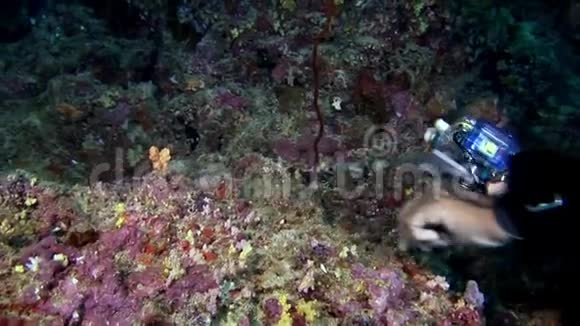 马尔代夫水下潜水员和裸鳃的手视频的预览图