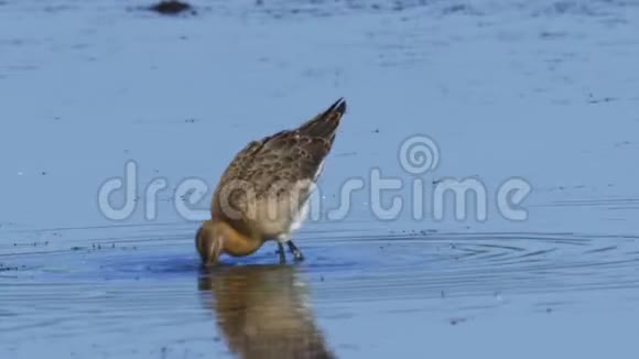 鸟黑尾哥维特利摩沙走过沼泽视频的预览图