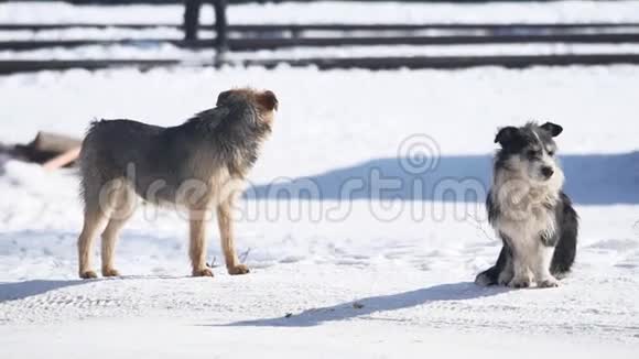 冬天在雪地上无家可归的狗流浪狗的问题一群流浪狗视频的预览图
