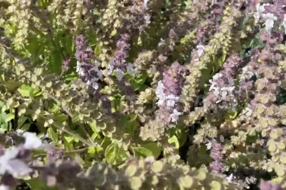 欧洲羊毛开花蜂罗勒草本植物野孤蜂视频的预览图