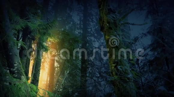 金光闪闪的魔法森林视频的预览图