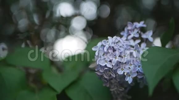 春天公园里的丁香花夕阳下的丁香花的一支视频的预览图