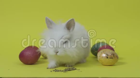 带有黄色背景彩蛋的复活节兔子视频的预览图