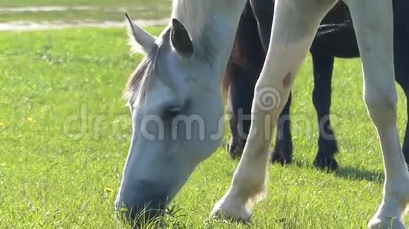 在阳光明媚的日子里一匹灰马在草地上缓慢地放牧着青草视频的预览图