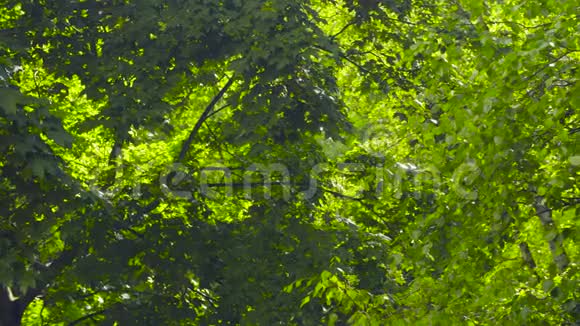 树叶在阳光明媚的夏日视频的预览图