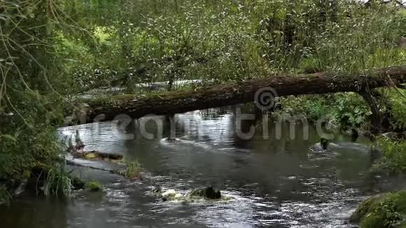 欧洲的河钩上有急流和巨石还有一棵落叶树视频的预览图