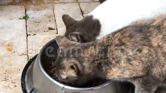 两只家猫从碗特写分享宠物食物视频的预览图