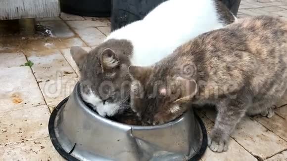 两只家猫从碗里分享宠物食物看镜头视频的预览图