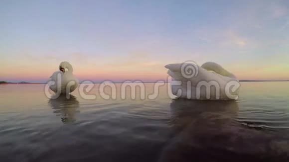 匈牙利巴拉顿湖上的两只天鹅视频的预览图