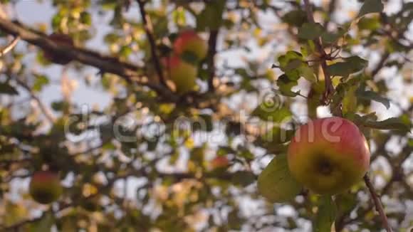美味可口的苹果挂在苹果园的树枝上视频的预览图
