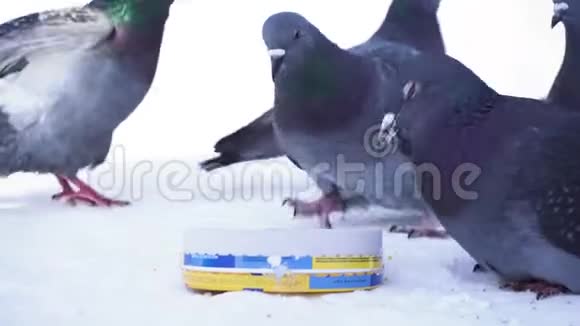 冬天的一大群鸽子在冬天的公园里吃小米媒体公园里吃谷子的街鸽视频的预览图