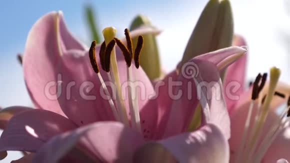 粉红色的花园百合在夏天的花园里绽放特写镜头鲜花生意美丽的花朵在公园春天绽放视频的预览图