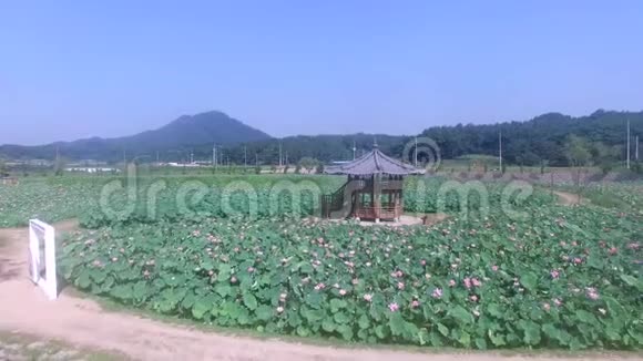 韩国庆南哈曼莲花主题公园视频的预览图