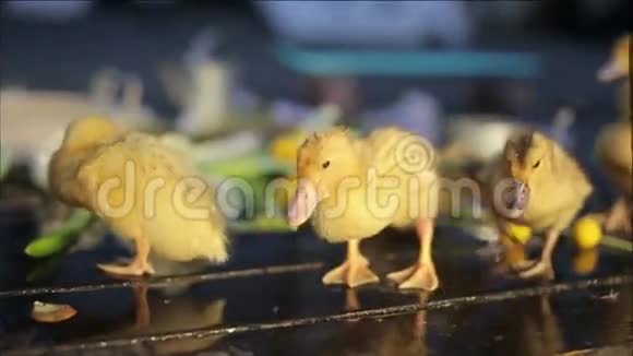 水滴下的小鸭子视频的预览图