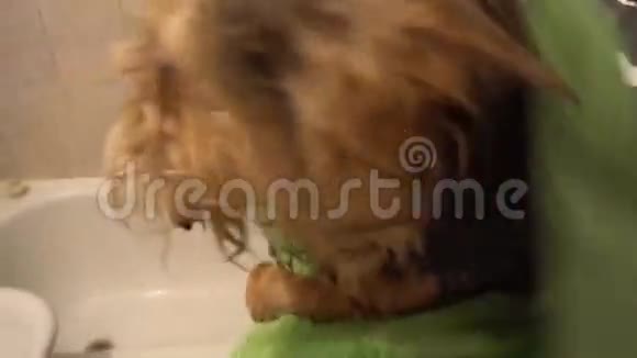 男人洗澡后用毛巾擦干约克郡猎犬视频的预览图