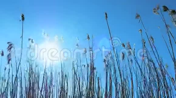 芦苇植被太阳耀斑视频的预览图