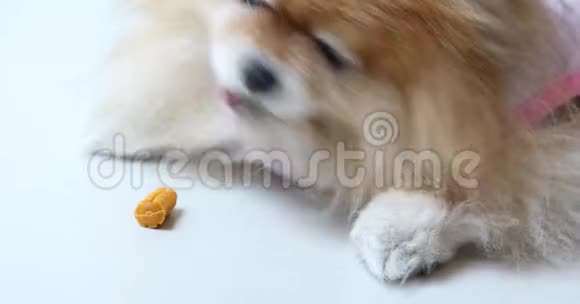 饥饿的波美拉尼亚狗吃食物或狗吃零食视频的预览图