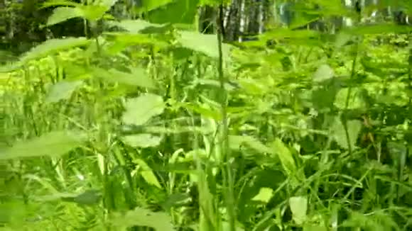 城市公园里荨麻的绿叶农村的草和草药春天的弗洛拉向滑块射击视频的预览图