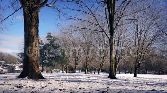在阳光下穿过白雪皑皑的冬季公园视频的预览图