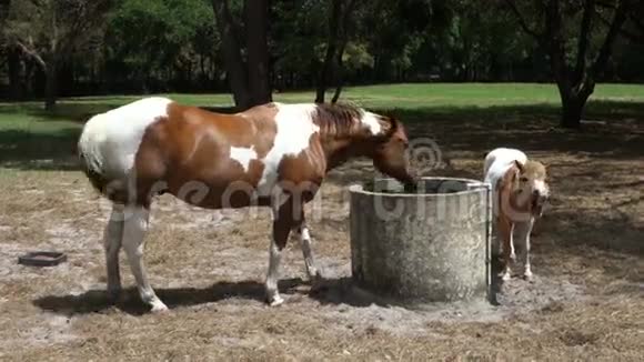 在奥卡拉的一个训练场一匹涂了油漆的小马和她的小马驹视频的预览图