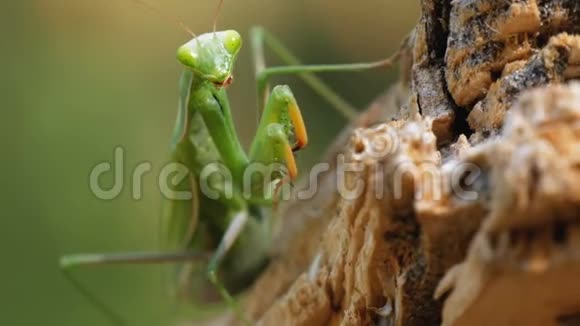 昆虫绿螳螂在树干上的定位视频的预览图