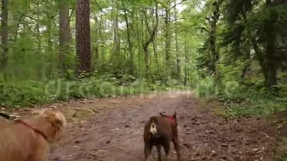 两只小狗在公园里散步视频的预览图