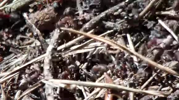 春天森林里有一群蚂蚁的大蚁丘视频的预览图