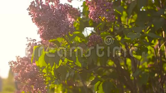 枝头的紫丁香摇曳着风紫丁香在春天的阳光下在花园里开花在春天的夕阳下开着花园视频的预览图