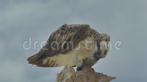 猎物鸟吃树上的鱼埃及视频的预览图