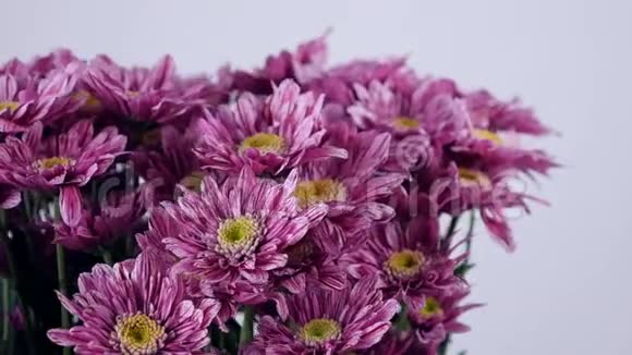 特写花花束在白色背景上旋转花组成由紫色菊花saba组成视频的预览图