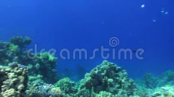 绿色珊瑚水下蓝色背景清洁海洋景观在红海视频的预览图