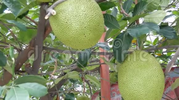 巨大的面包水果生长在泰国的街道上树上的异国水果视频的预览图