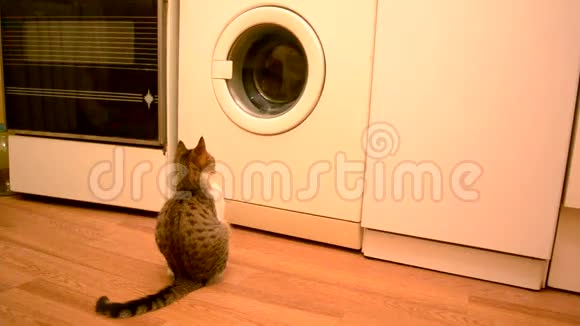 年轻的猫在看洗衣机视频的预览图